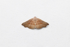 Laspeyria concavata