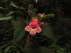 Kohleria