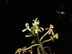 Epidendrum blepharistes