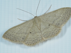 Scopula optivata
