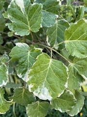 Polyscias scutellaria