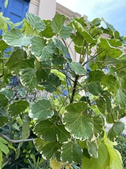 Polyscias scutellaria