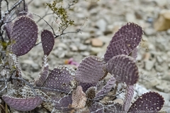 Opuntia macrocentra