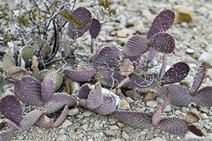 Opuntia macrocentra