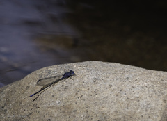 Argia frequentula