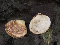 Clinocardium nuttallii