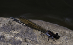 Argia tezpi