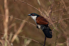 Centropus senegalensis