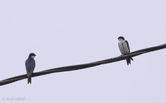Pygochelidon cyanoleuca