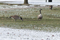 Branta canadensis