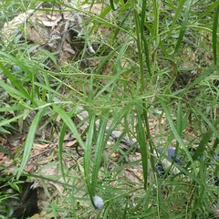 Ozothamnus ferrugineus