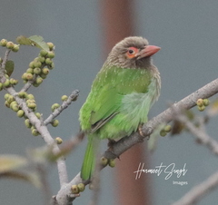 Psilopogon zeylanicus