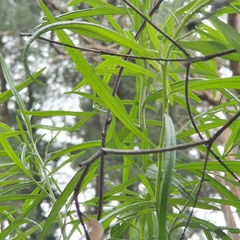 Ozothamnus ferrugineus