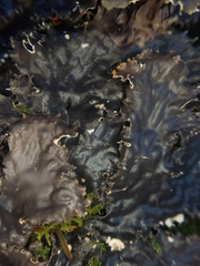 Peltigera pacifica