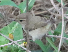 Phylloscopus