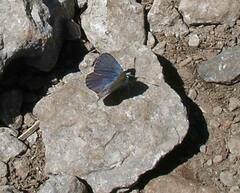 Plebejus anna