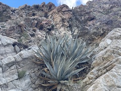 Agave deserti
