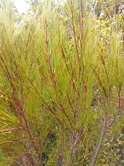 Dracophyllum longifolium