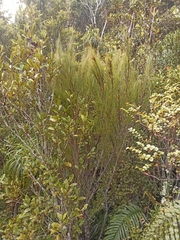 Dracophyllum longifolium