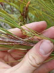 Dracophyllum longifolium