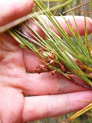 Dracophyllum longifolium