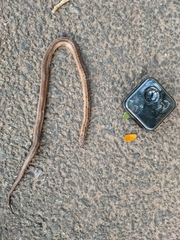 Oligodon taeniolatus