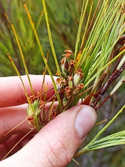 Dracophyllum longifolium