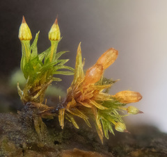 Orthotrichum pulchellum