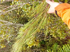 Dracophyllum longifolium