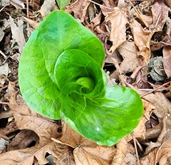 Trillium albidum