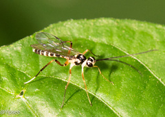 Glabridorsum stokesii