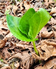 Trillium albidum