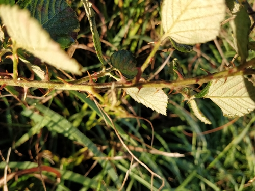 Image of Rubus serissimus by (c) Jeff D Hansen, some rights reserved (CC BY)