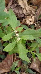 Alternanthera ficoidea