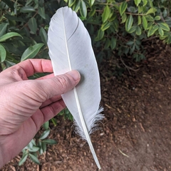 Threskiornis molucca