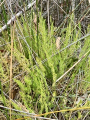 Selaginella uliginosa