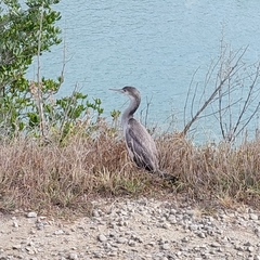 Phalacrocorax punctatus