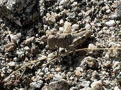 Cibolacris parviceps