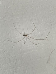 Crossopriza lyoni
