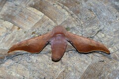 Comparmustilia sphingiformis