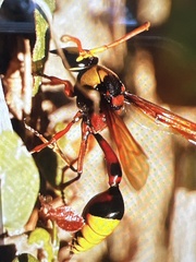 Delta pyriforme pyriforme