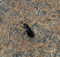 Pterostichus melanarius