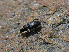 Pterostichus melanarius