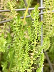 Selaginella uliginosa