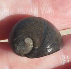 Nerita atramentosa