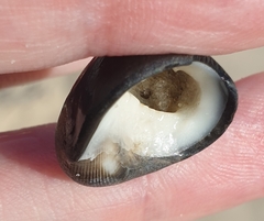 Nerita atramentosa