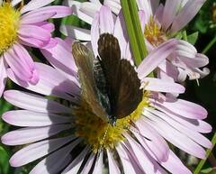 Plebejus anna