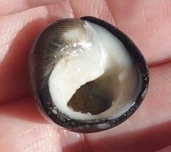 Nerita atramentosa