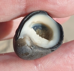 Nerita atramentosa
