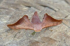 Comparmustilia sphingiformis